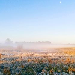 Scenic view of field against clear sky