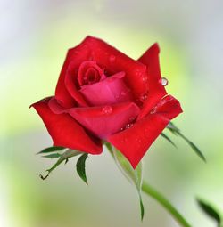Close-up of wet red rose blooming outdoors