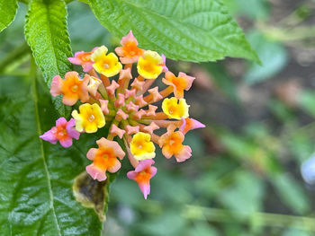 plant