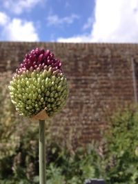 Close-up of flower blooming against sky