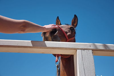 Close-up of a hand petting horse against the sky