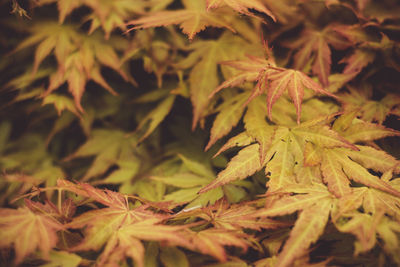 Full frame shot of dry leaves