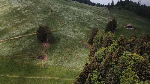 High angle view of trees in forest