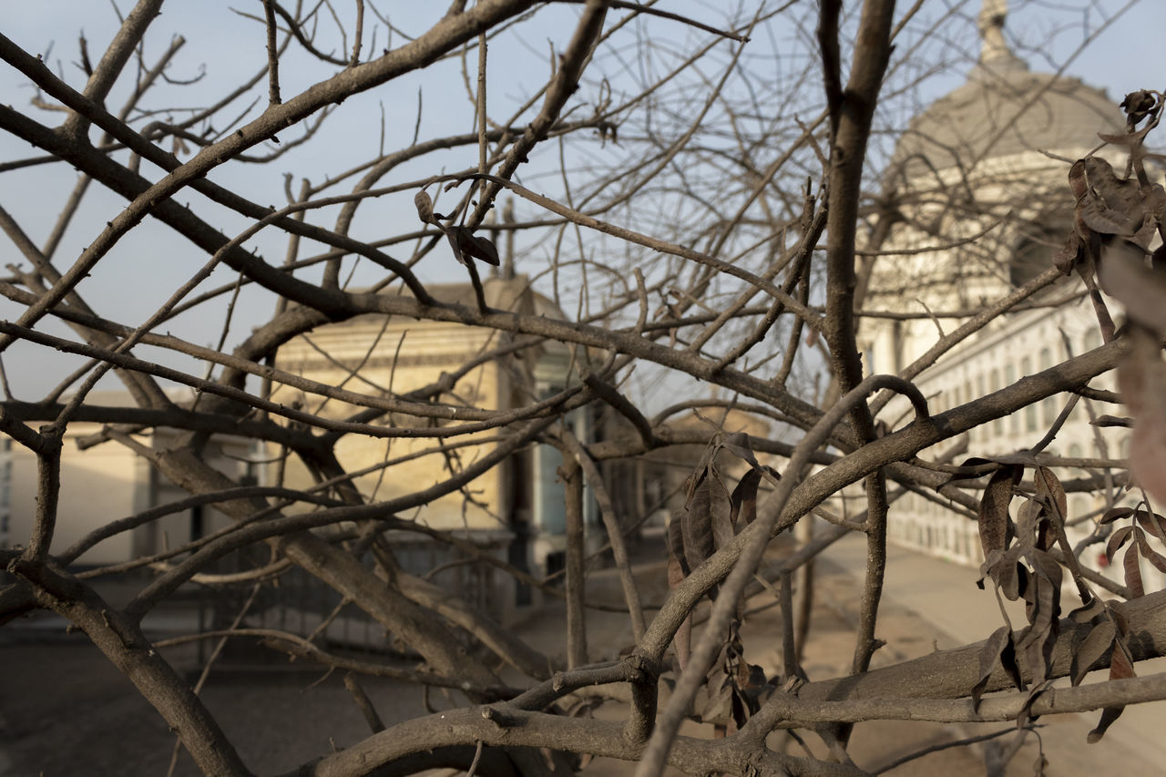 tree, bare tree, branch, plant, no people, nature, focus on foreground, day, sky, outdoors, dead plant, low angle view, tranquility, close-up, cold temperature, winter, dried plant, perching, animals in the wild, architecture, complexity