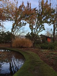 Reflection of trees in pond