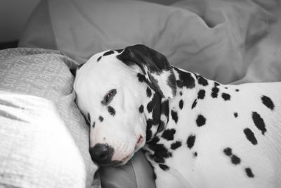 Close-up of dalmatian dog on bed at home