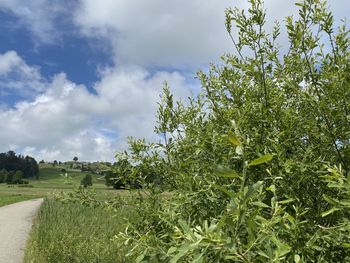 Trees growing on field against sky