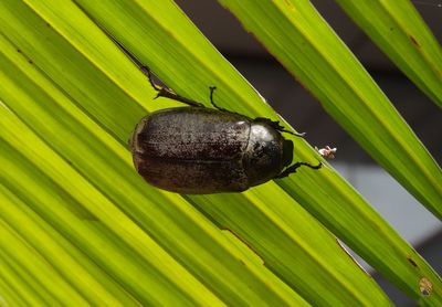 Close-up of insect on leaves