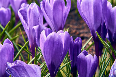 Close-up of purple crocus flowers on field