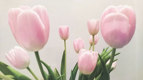 Close-up of pink orchids