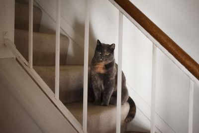 Portrait of cat sitting on staircase