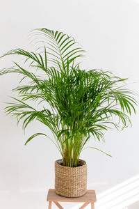 Potted plant against white background