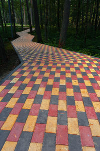 Multi colored trees in forest