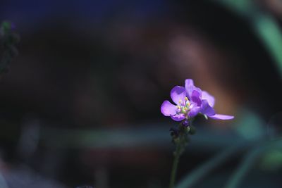 Close-up of purple flowers