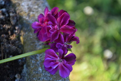 Close-up of pink flowers blooming