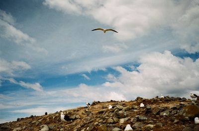 Low angle view of bird flying over sea