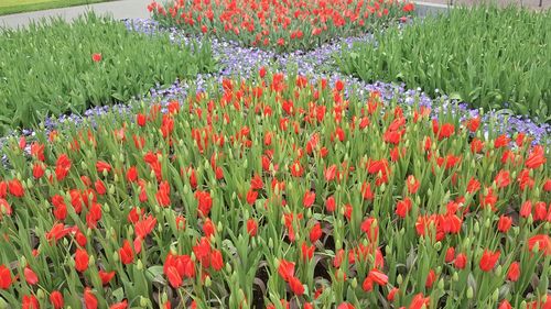 Red poppy flowers in field