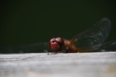 Close-up of insect