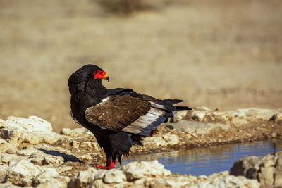 Bateleur Eagle