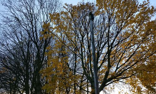 Low angle view of tree against sky