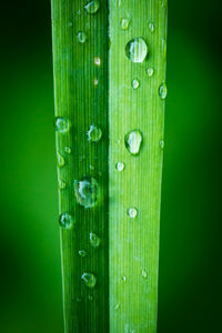 Close-up of wet grass against green background
