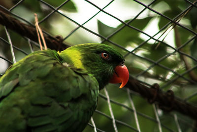 Close-up of green parrot in cage