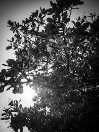 Low angle view of flowering tree against sky