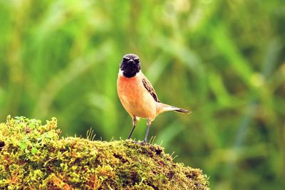 Close-up of bird perching on a land