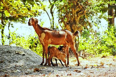 Horse standing on a tree