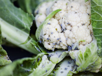 Aphids on cauliflower plants