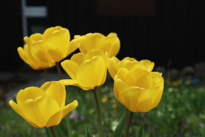 Close-up of yellow tulips