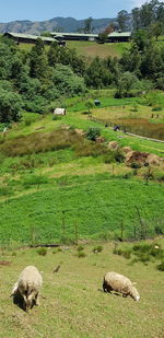 Scenic view of grassy field