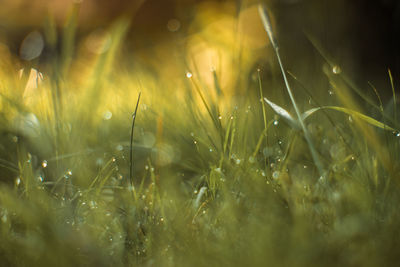 Close-up of wet grass on field