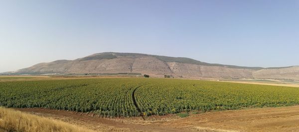Scenic view of agricultural field by mountain against clear sky