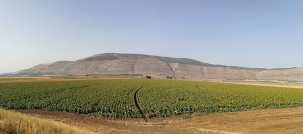 Scenic view of rural landscape