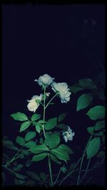 Close-up of white flowers