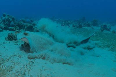 Fish swim in the red sea, colorful fish, eilat israel