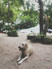 Close-up of dog sitting on tree