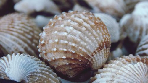 Close-up of seashell on sea