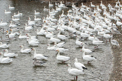 High angle view of seagulls on lake