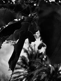 Close-up of woman with text on plant