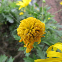 Close-up of yellow flowers blooming