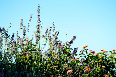 Low angle view of flowers blooming against clear sky