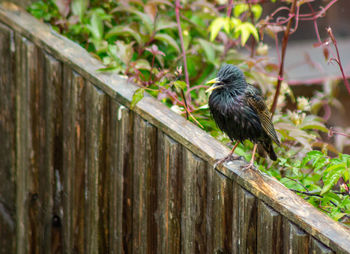 Bird perching on wooden fence
