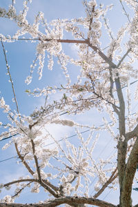 Low angle view of flower tree against sky