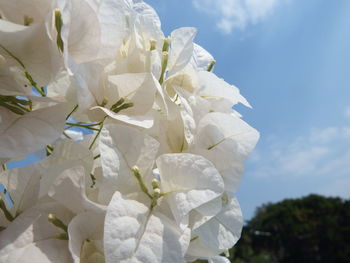 Close-up of white flowering plant against sky