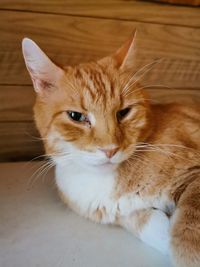 Close-up portrait of a cat