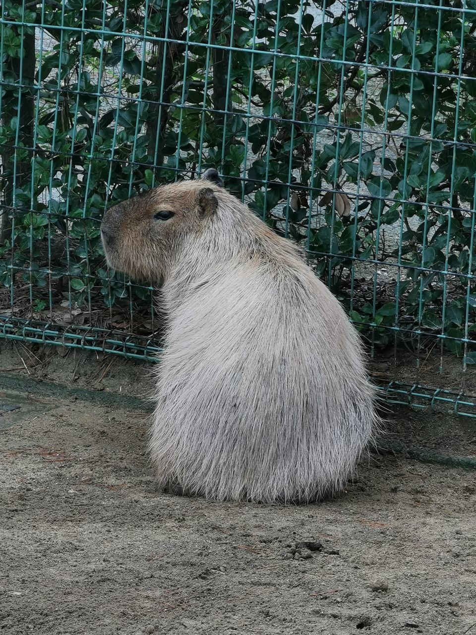 VIEW OF AN CAGE