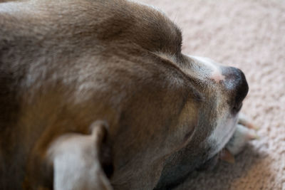 Close-up of dog at home