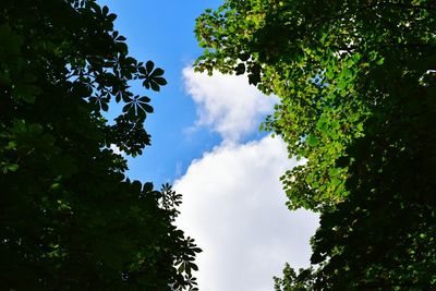 Low angle view of trees against sky